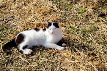 Black and White Cat Relaxing in Sunlight on Hay