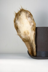 Felted  ears on a top hat.  White rabbit or march hare hat. Bunny ears attached to the top hat on wooden stand. Hatter Headdress for Alice in wonderland.