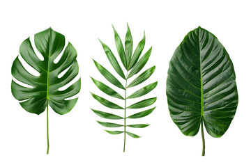 Set of various tropical leaves isolated on transparent background. PNG, cutout. Clipart collection of green plants twigs.