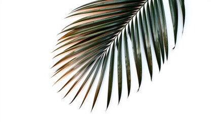 Obraz premium Dark Green Palm Frond: Minimalist Tropical Leaf Design