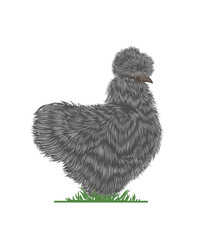 Das graue Seidenhuhn wirkt flauschig und edel mit seiner dichten Federpracht.
