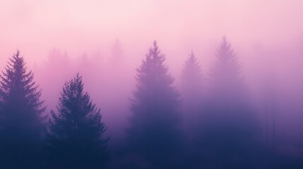 Misty dawn in a pine forest.