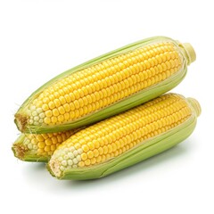 Three ears of corn still in their husks stacked together isolated on white background