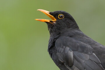 Eurasian blackbird aka The common blackbird or Turdus merula close-up portrait. Singing with open beak in springtime. Funny animal photo. 
