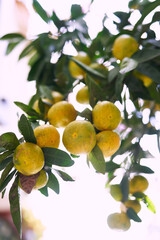 Beginning to turn yellow tangerines hang from a green tree branch