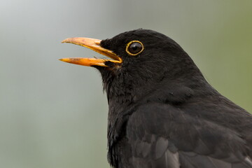 Eurasian blackbird aka The common blackbird or Turdus merula close-up portrait. Singing with open...