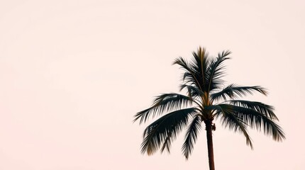 Single Palm Tree Silhouette: Minimalist Tropical Sunset Serenity