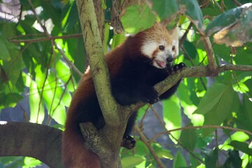 red panda in tree