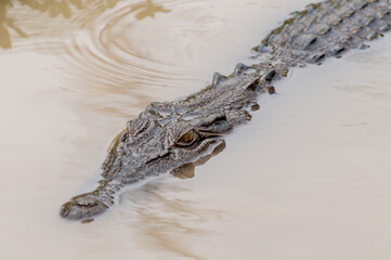 The saltwater crocodile (Crocodylus porosus) is a crocodilian native to saltwater habitats, brackish wetlands and freshwater rivers, Australia.