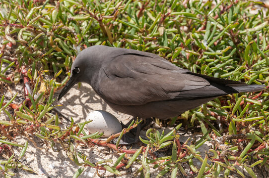 The brown noddy or common noddy (Anous stolidus) is a seabird in the family Laridae, Australia.
