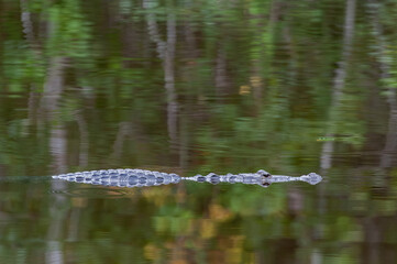 American Crocodile in a pond in Tikal, Guatemala.