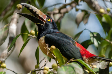 The collared aracari or collared araçari (Pteroglossus torquatus) is a near-passerine bird in the toucan family Ramphastidae, Tikal National Park in Guatemala.