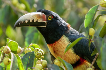 The collared aracari or collared araçari (Pteroglossus torquatus) is a near-passerine bird in the toucan family Ramphastidae, Tikal National Park in Guatemala.