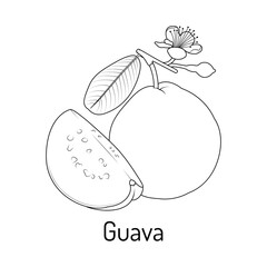 Line art illustration of guava fruit with slice, flower and leaf. Tropical exotic fruit perfect for coloring books, botanical prints, packaging, or educational materials.