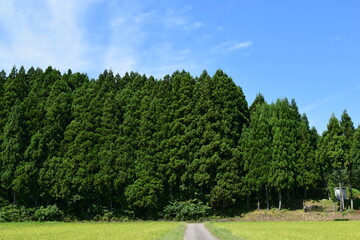 スギの木 針葉樹林