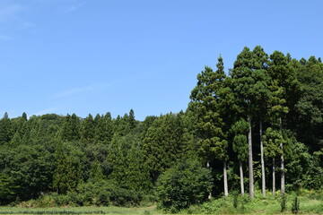 Fototapeta premium スギの木 針葉樹林
