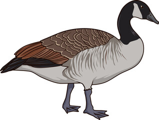 Realistische Darstellung einer Kanadagans mit schwarzem Kopf – großer Wildvogel aus Nordamerika.
