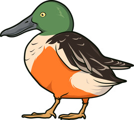 Seitenansicht einer Löffelente mit markantem Schnabel und buntem Gefieder.
