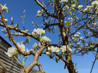 Pear tree blossom with blue spring sky