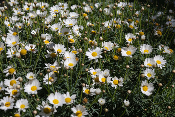 Field of blooming white daisies under sunlight