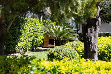 Cozy wooden dog house nestled among lush green plants in sunny garden