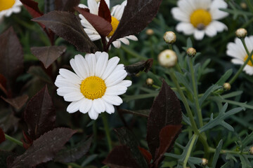 Close-up of Daisy Flower Among Dark and Green Leaves