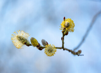 closeup of willow catkins in spring