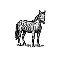 Detailed Line Art of a Horse - Black and White Illustration, drawn in an engraved, woodcut style with fine details sketch engraving vector illustration. Scratch board imitation. Black and white image