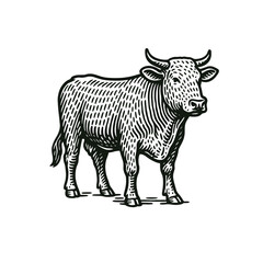 Line Art of a Standing Cow - Vintage Style, drawn in an engraved, woodcut style with fine details sketch engraving vector illustration. Scratch board imitation. Black and white image