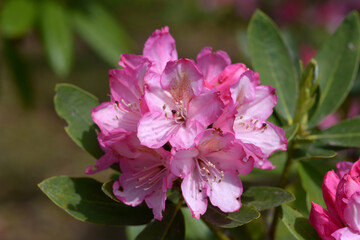 ツツジ　奥早出