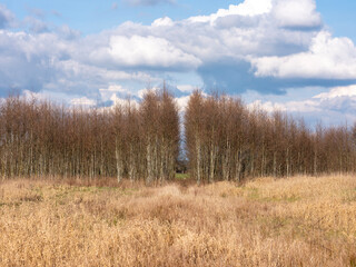 alder forest near utrecht in the netherlands early spring