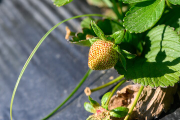 Bright green leaves cradle a young strawberry under the warm sun in a vibrant garden setting, hinting at future sweetness