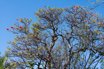 Winter blossom of african tulip tree in botanical garden on Tenerife island, Canary, Spain