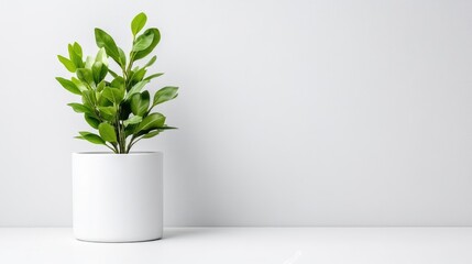 Minimalist plant in a white pot against a clean white wall.  A simple and modern indoor plant arrangement.  The vibrant green leaves contrast beautifully with the crisp white backdrop and simple pot