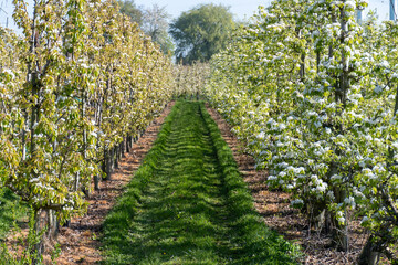 Obraz premium Rows of blossoming pear trees with white flowers, orchards in Zuid-Beveland, Zeeland, food industry in the Netherland