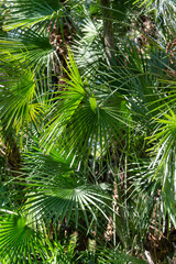 Fototapeta premium Palmera abanico palm tree with black dates fruit from China growing in botanical garden