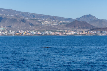 Fototapeta premium Hotels, resorts, beaches on South of Tenerife in Costa Adeje and Playa de las Americas, Canary islands, Spain in winter, view from ocean