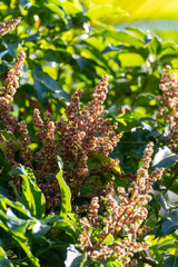 Seasonal blossom of tropical mango tree growing in orchard on Gran Canaria island, Spain, cultivation of mango fruits on plantation.