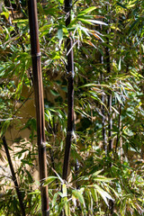Green leaves of bambu negro, Poaceae plant from China, bamboo trees with leaves in bamboo grove in sun light