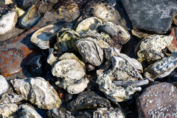 Low tide time in Oosterschelde, sea bottom with variety of wild shells and oysters allowed to be collected and eaten, Zeeland, Yerseke, Netherlads