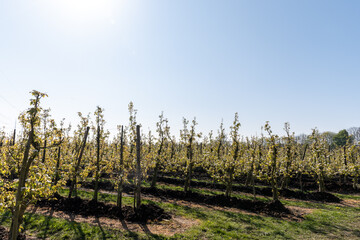 Rows of blossoming pear trees with white flowers, orchards in Zuid-Beveland, Zeeland, food industry in the Netherland
