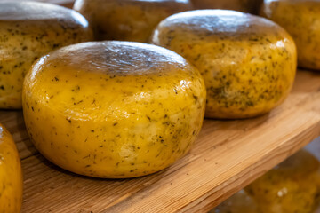 Wooden shelves with hard matured cheese from cow's milk at cheese factory in North Holland, The Netherlands, Dutch cheese farm