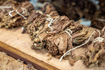 Hand made production of high quality cigars from dried tobacco leaves, Garachico, Tenerife, Canary islands, Spain