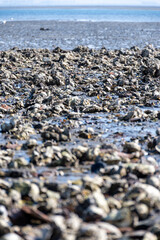 View on Oosterschelde at low tide time,  sea bottom with variety of wild shells and oysters allowed to be collected and eaten, Zeeland, Yerseke, Netherlads