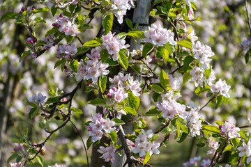 Rows of blossoming apple trees with pink flowers, orchards in Zuid-Beveland, Zeeland, food industry in the Netherlands