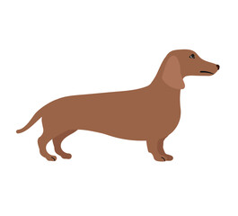 Vector flat hand drawn dachshund dog isolated on white background