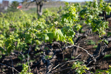 Hilly terraced vineyards in wine making region Tacoronte-Acentejo on Tenerife on slopes of Volcano...
