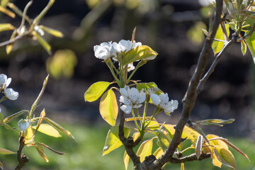 Rows of blossoming pear trees with white flowers, orchards in Zuid-Beveland, Zeeland, food industry in the Netherland