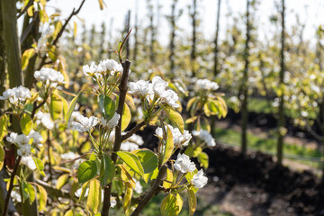Rows of blossoming pear trees with white flowers, orchards in Zuid-Beveland, Zeeland, food industry in the Netherland