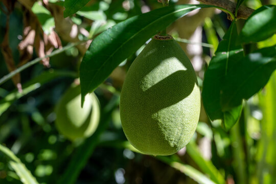 Green fruits hanging on Crescentia cujete or calabash tree in tropical Caribbean garden